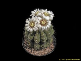 Gymnocalycium bodenbenderianum 330